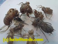 /home//u458753944/public_html/sourcegallery/////////////Insects and small critters/silliness/P1050002.JPG